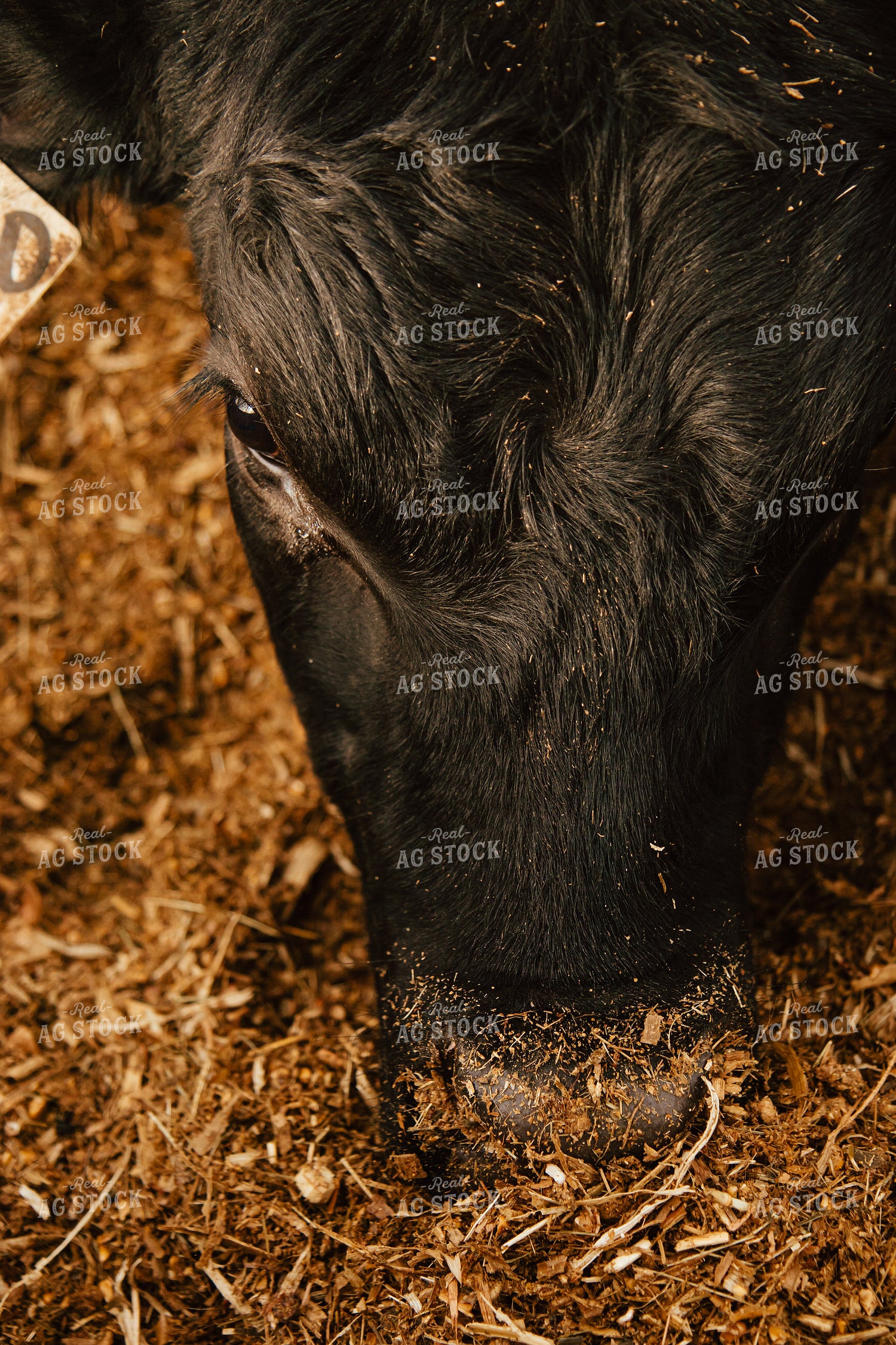 Cattle Eating in Feedlot 67612