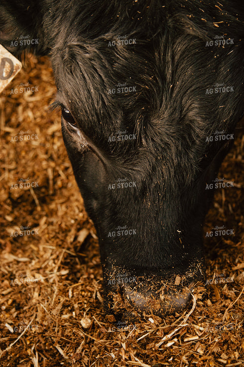 Cattle Eating in Feedlot 67612