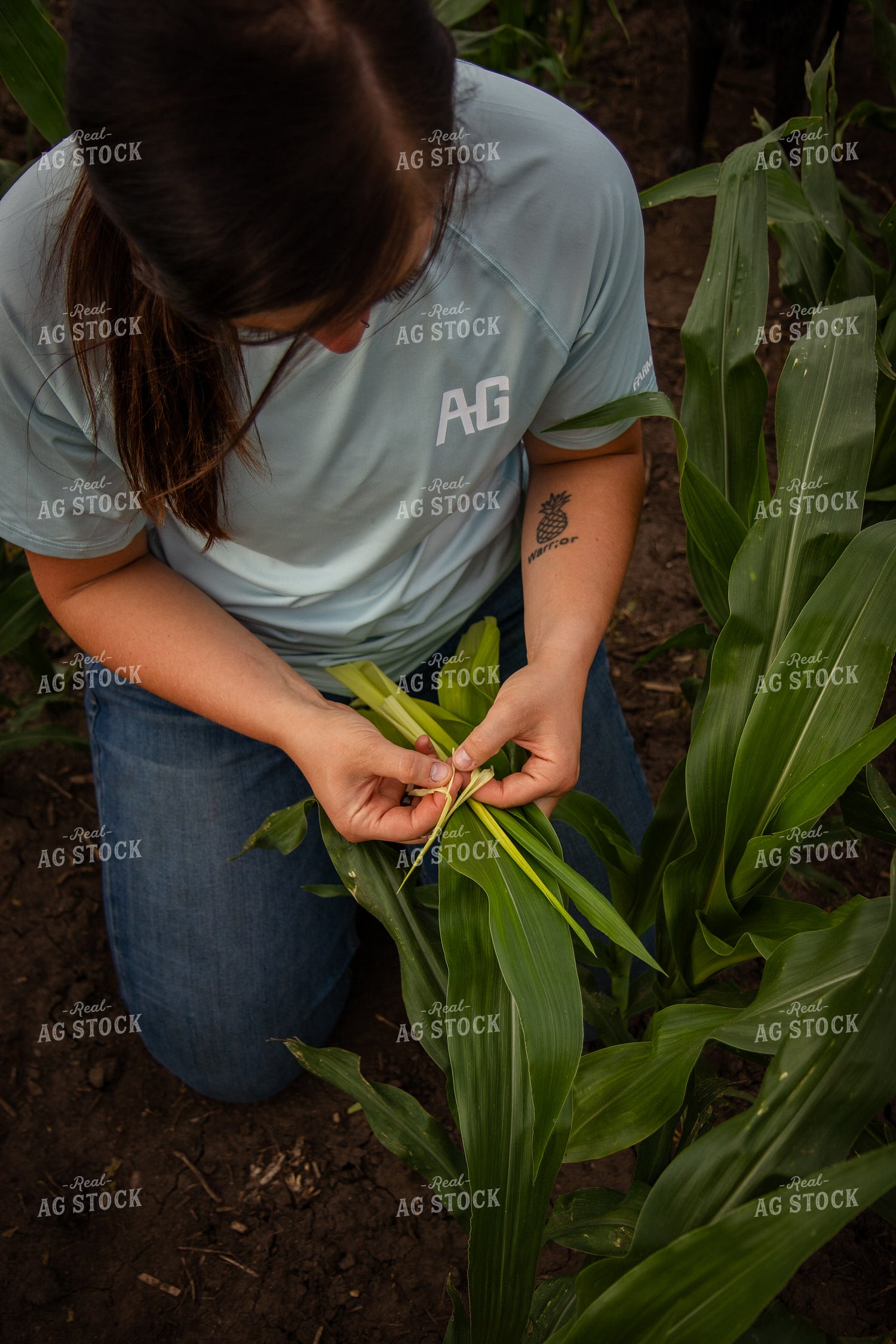 Female Farmer Checking Corn 67779