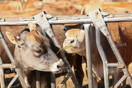 Brown Swiss 161083