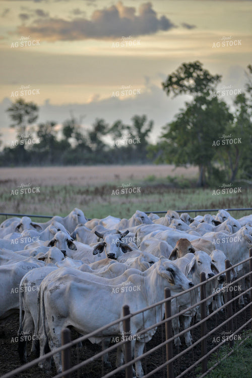 Brahman Cattle 110009