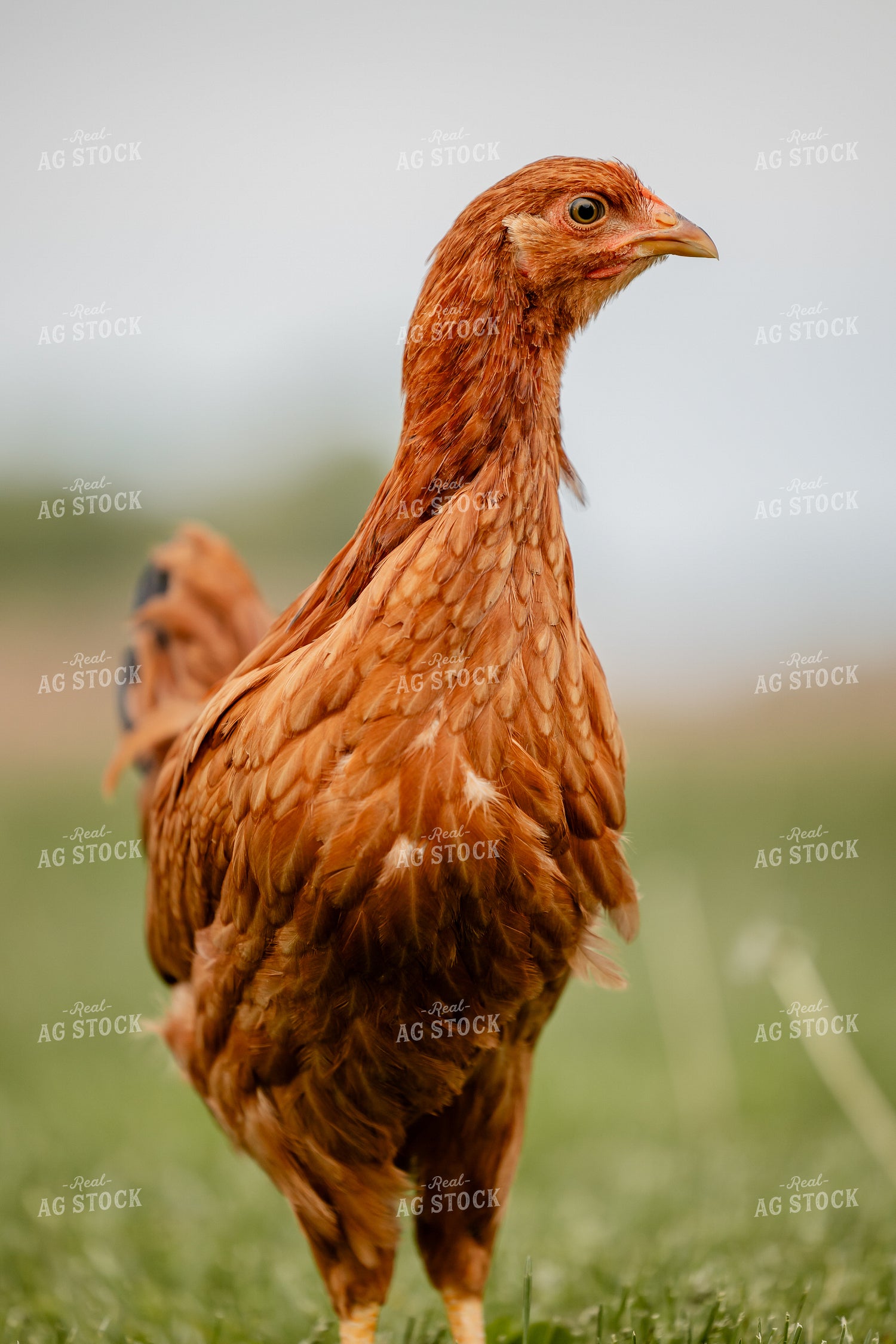 Pullet Laying Chicken 104100