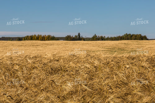 Dried Barley Field 138040