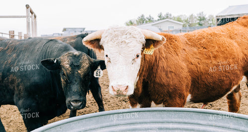 Cattle at Water Tank 61013