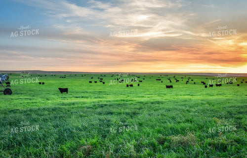 Cattle on Irrigated Pasture 56064