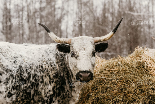 Angus Cow in Snow with Hay 64201