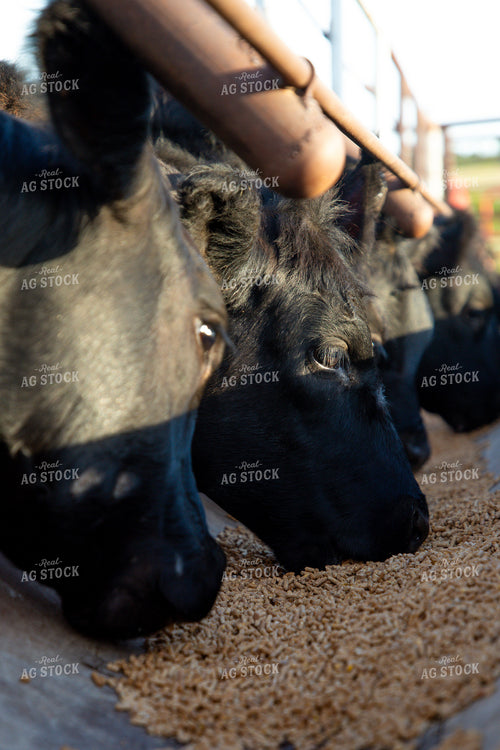 Cattle Eating from Feed Trough 208057