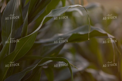 Corn - Mid-Season 1254