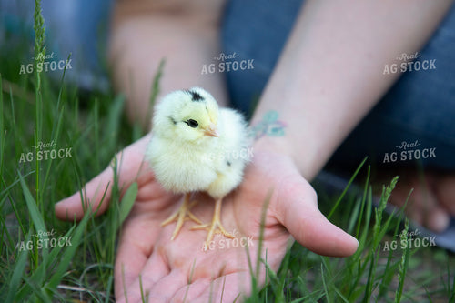 Farmer Holding Chick 117335