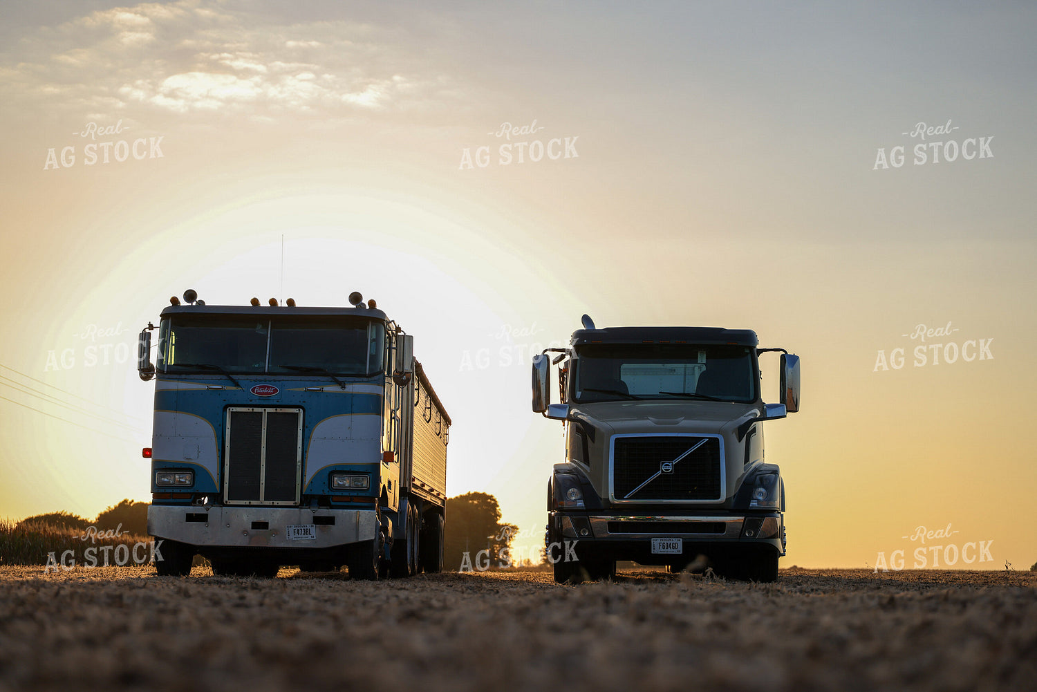 Trucks During Soybean Harvest 160413