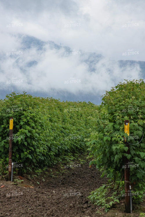 Raspberry Bushes 261097