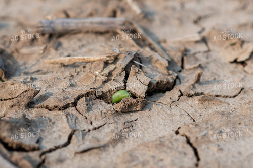Emerging Soybeans 76688