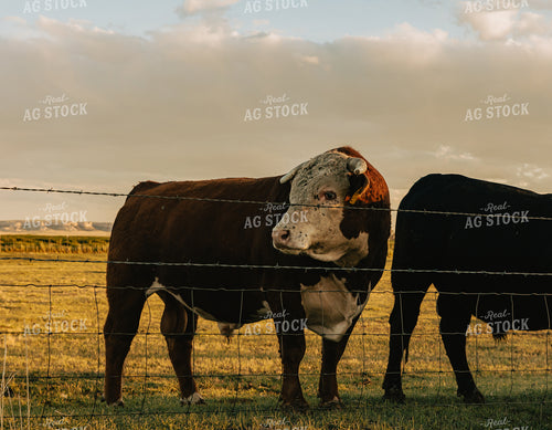 Hereford Bull in Pasture 61097