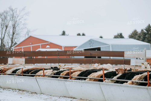 Cattle Eating out of Trough 77154