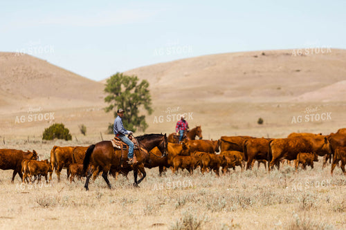 Ranchers Gathering Cattle on Horseback 97203