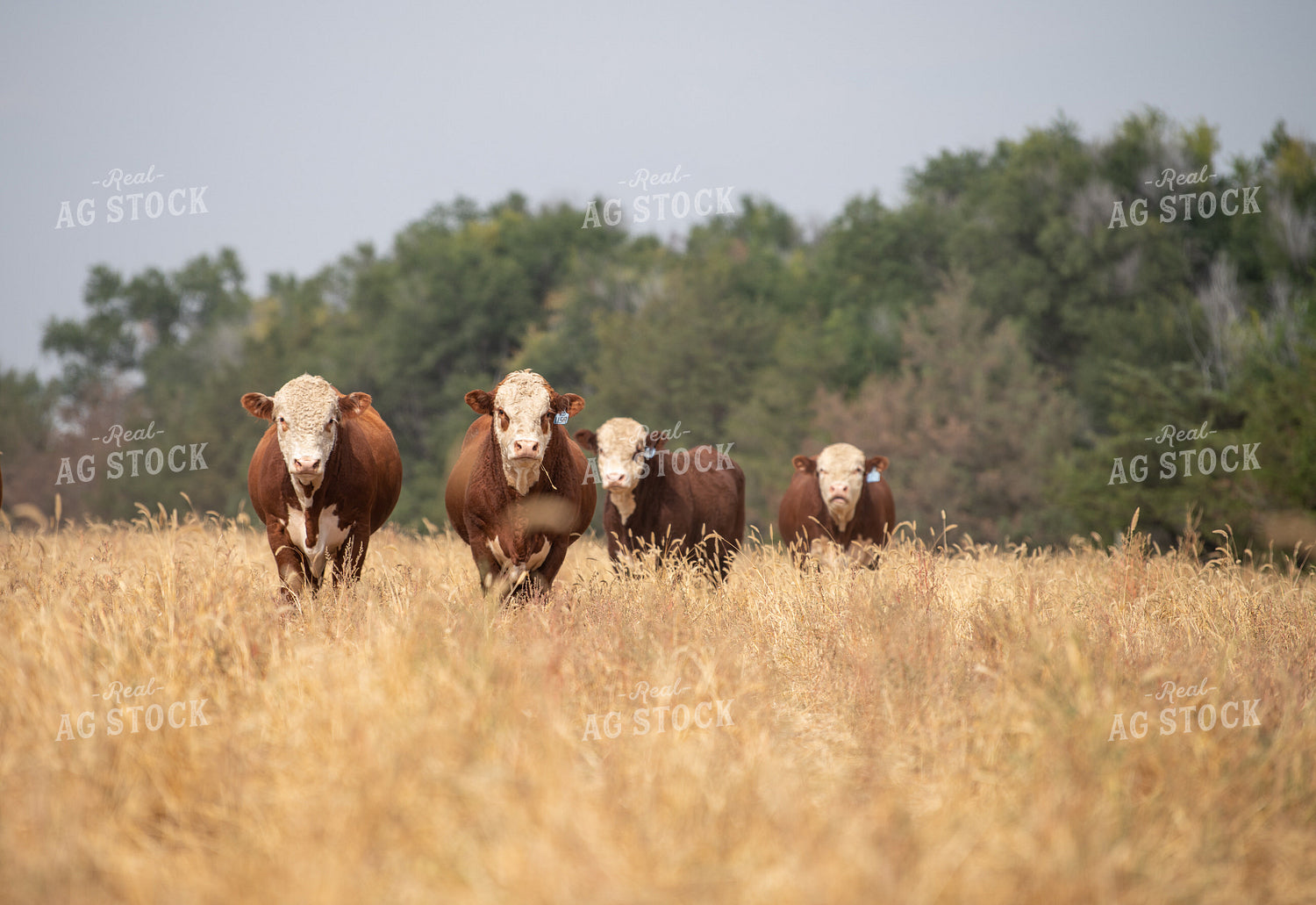 Hereford Cattle 212006