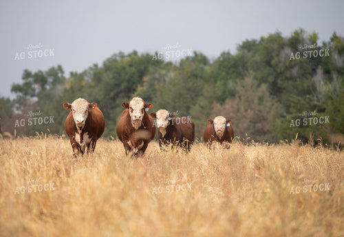 Hereford Cattle 212006