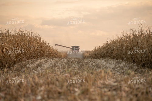 Corn Harvest 76508