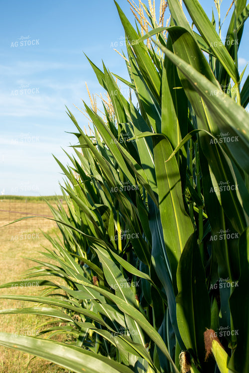 Green Corn Field 67131