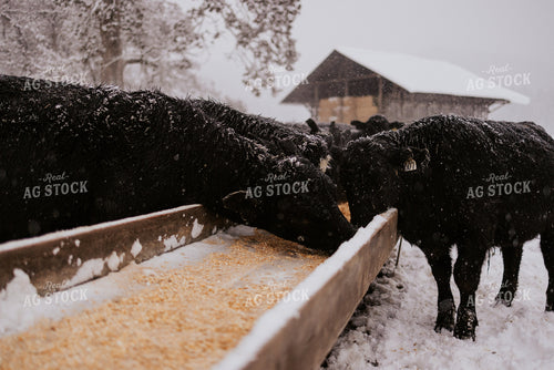 Cattle Eating out of Trough 66104