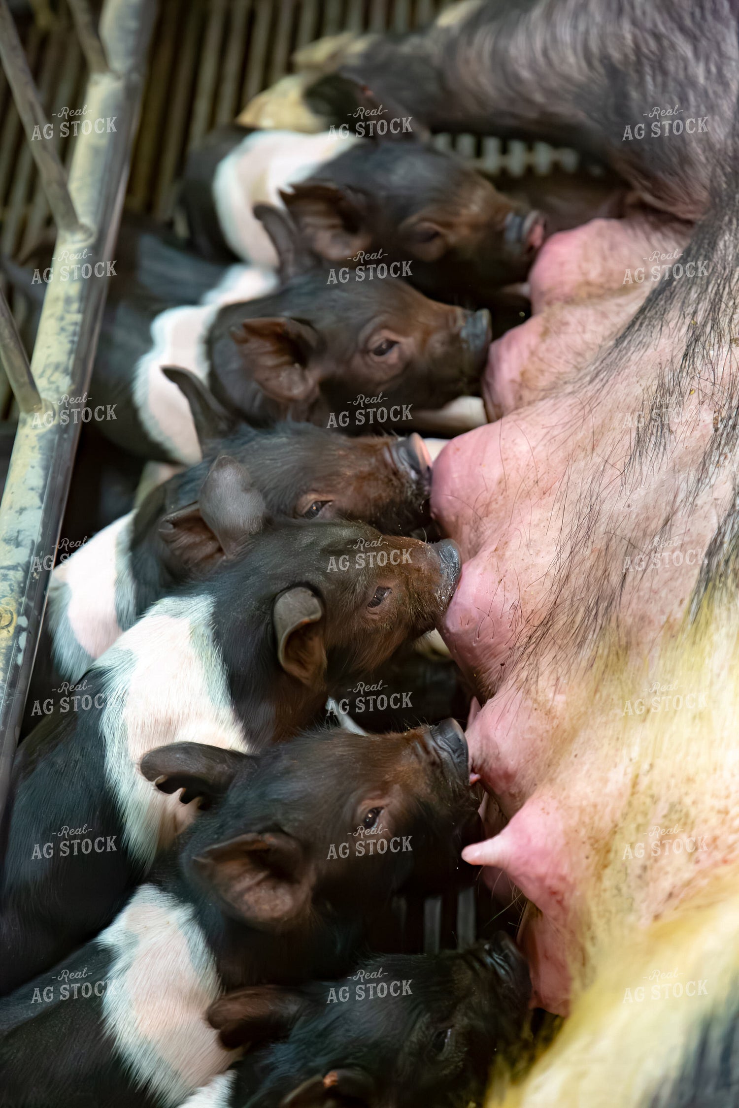 Piglets Nursing 90105