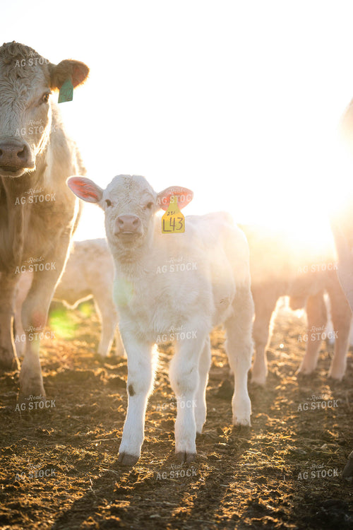 Charolais Cow Calf Pair 219021