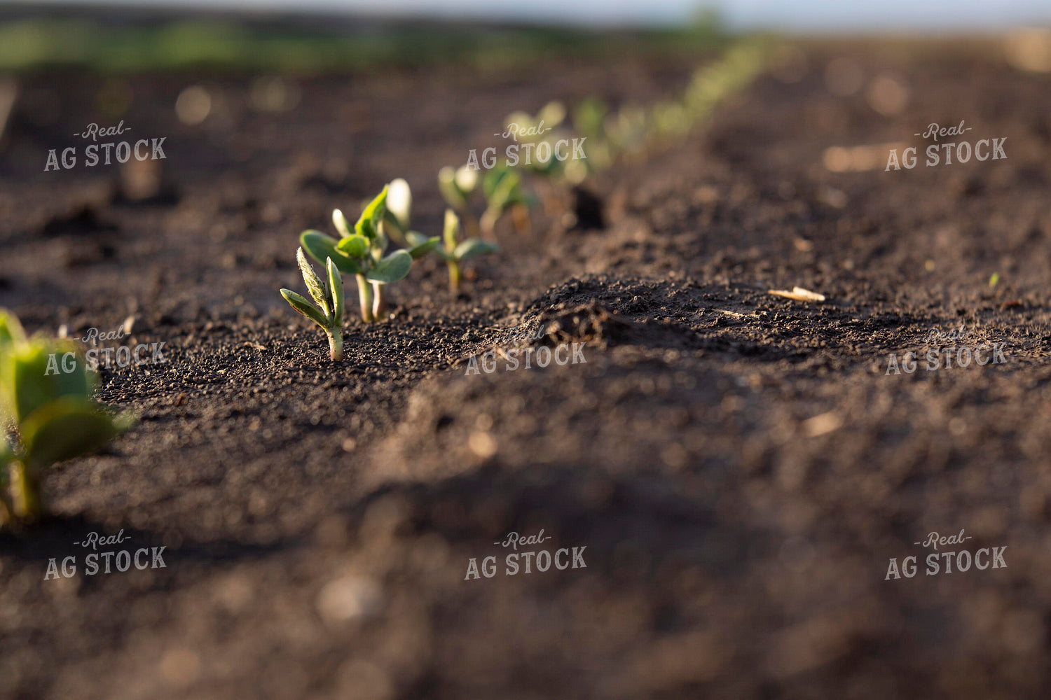 Soybeans - Early Growth 1398
