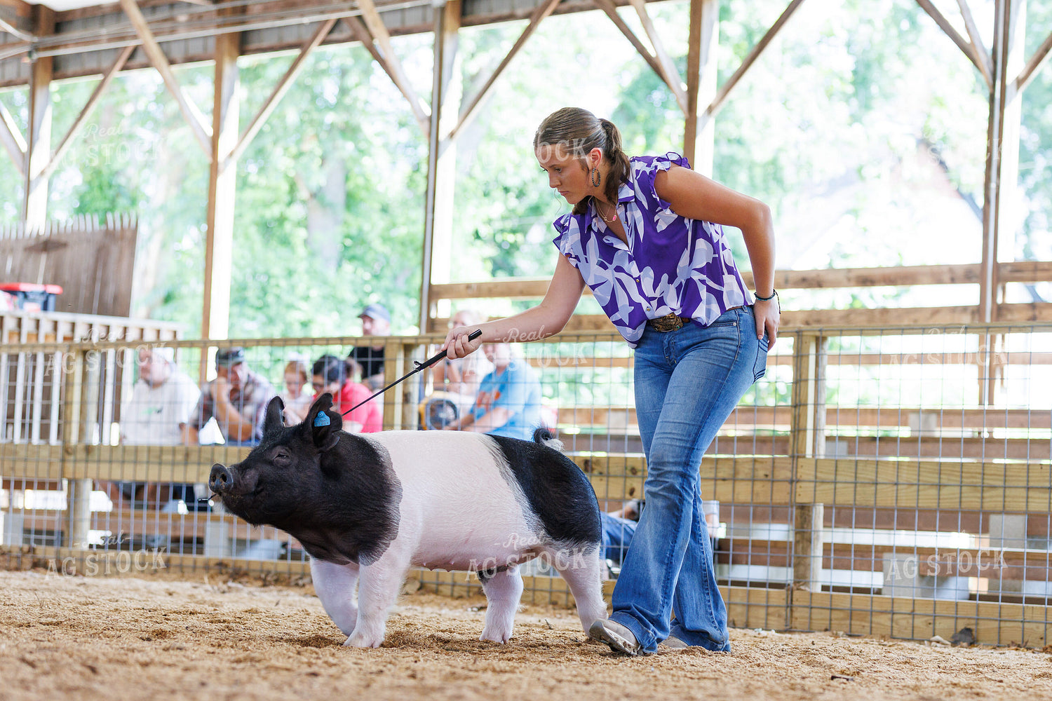 Showing Pigs 295100
