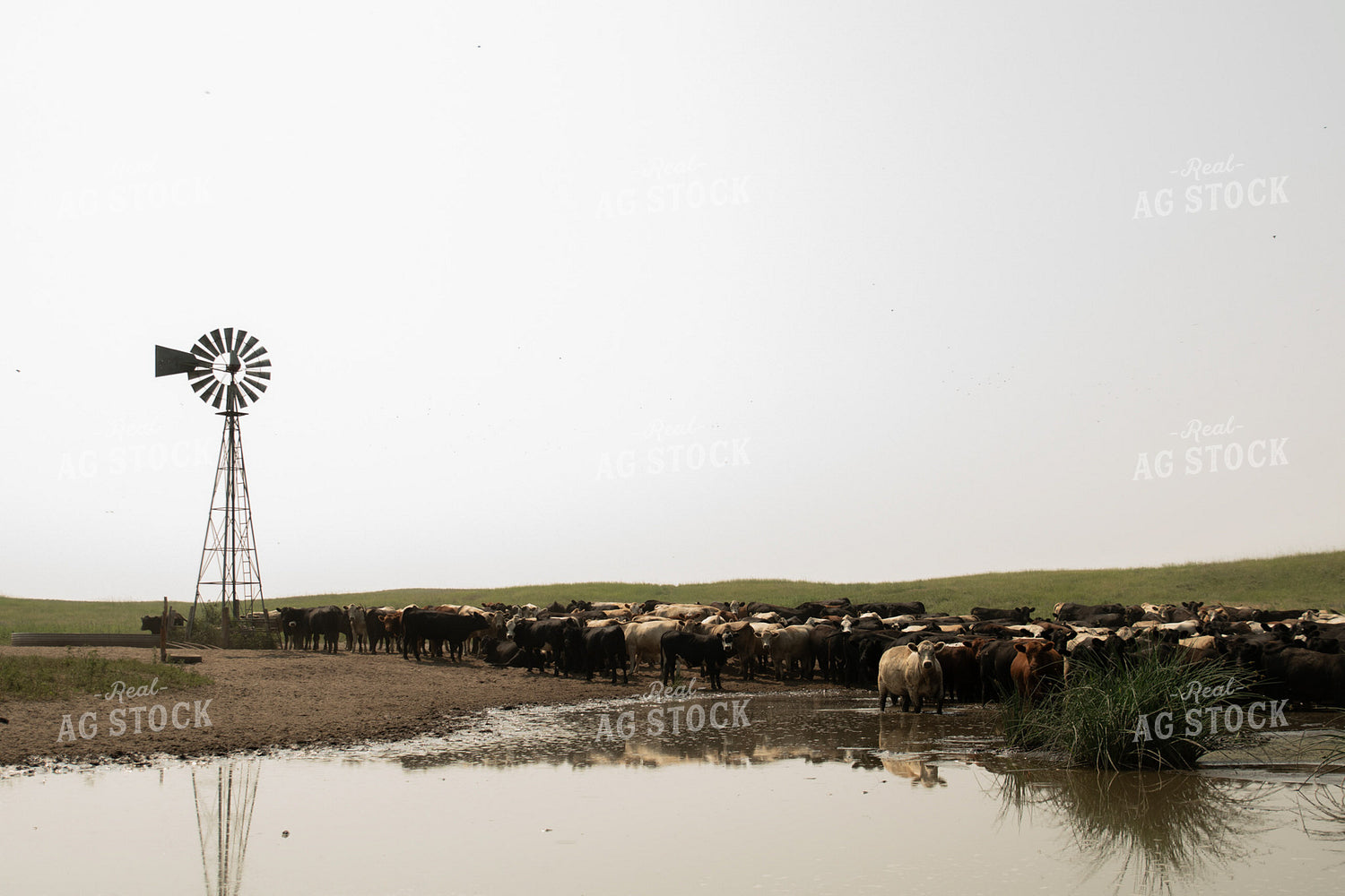Cattle on Pasture 223017