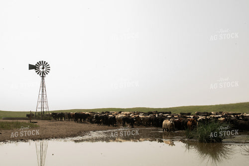 Cattle on Pasture 223017