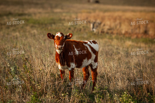 Longhorn Calf 155061