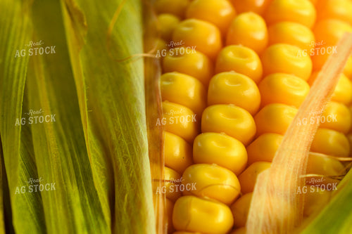 Macro Corn Kernels 191239