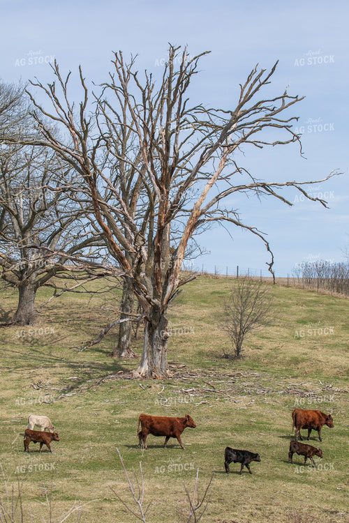 Angus Cow Calf Pairs on Pasture 145033