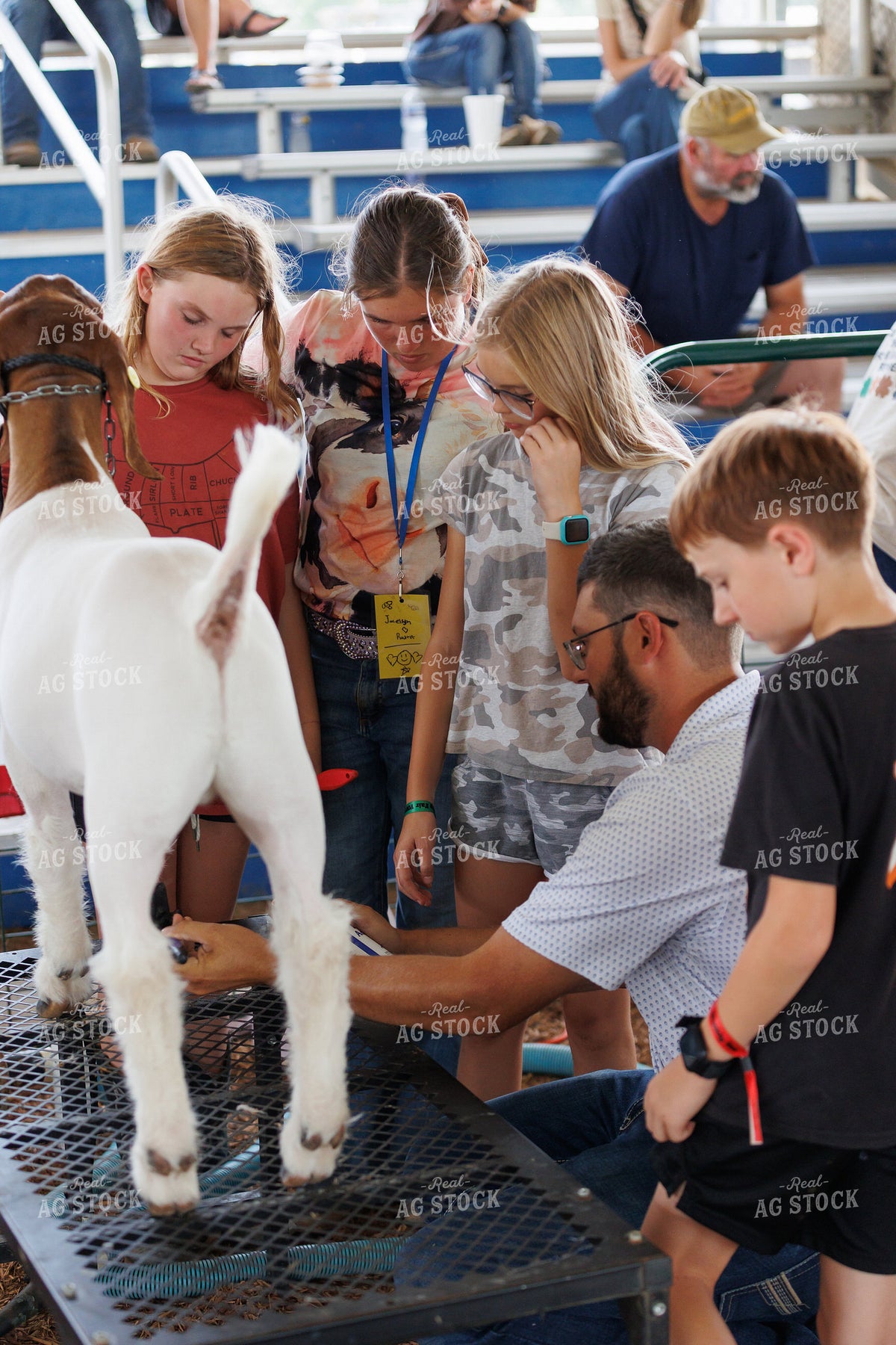 Prepping for Goat Show 295192