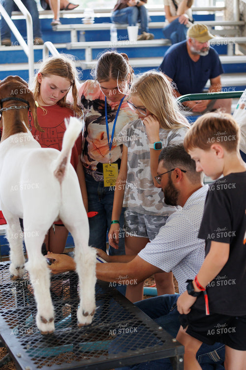 Prepping for Goat Show 295192