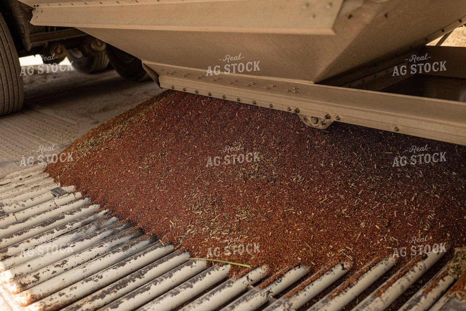 Harvested Sorghum 59084