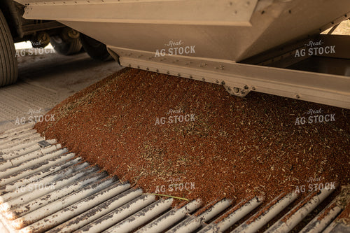 Harvested Sorghum 59084