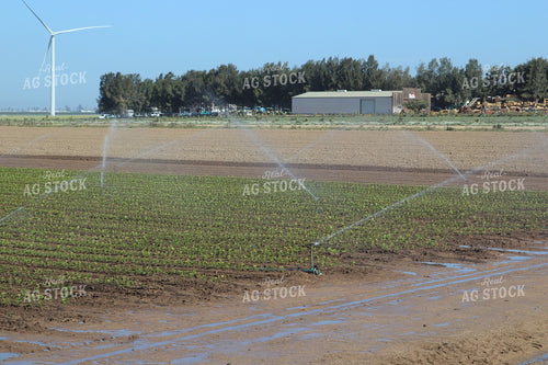 Artichoke Field 102104