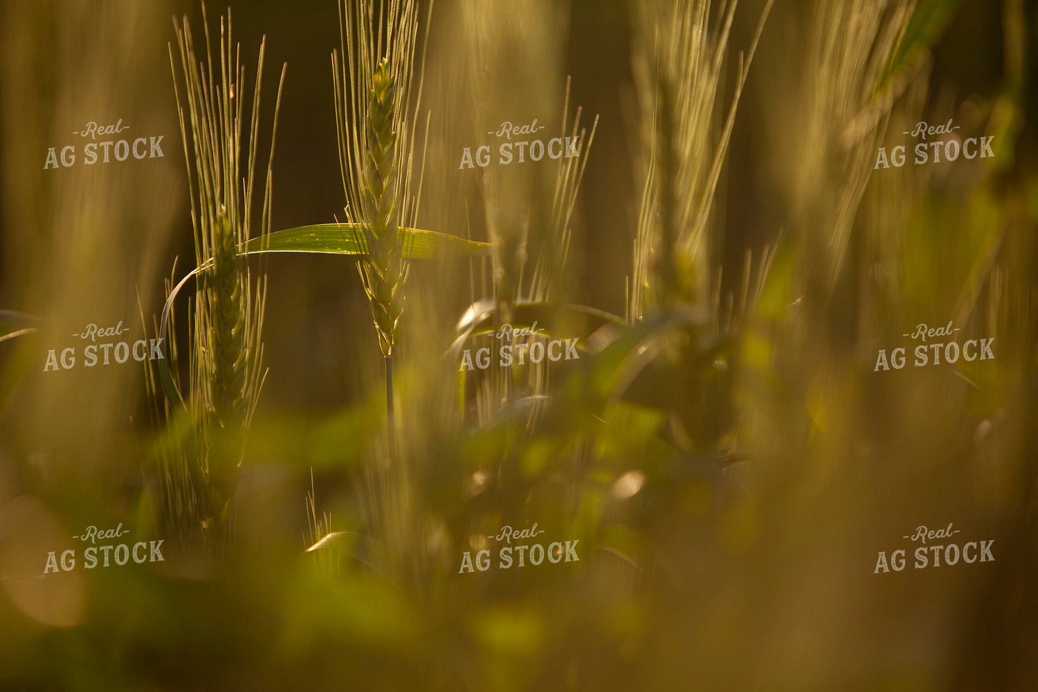 Wheat 2192