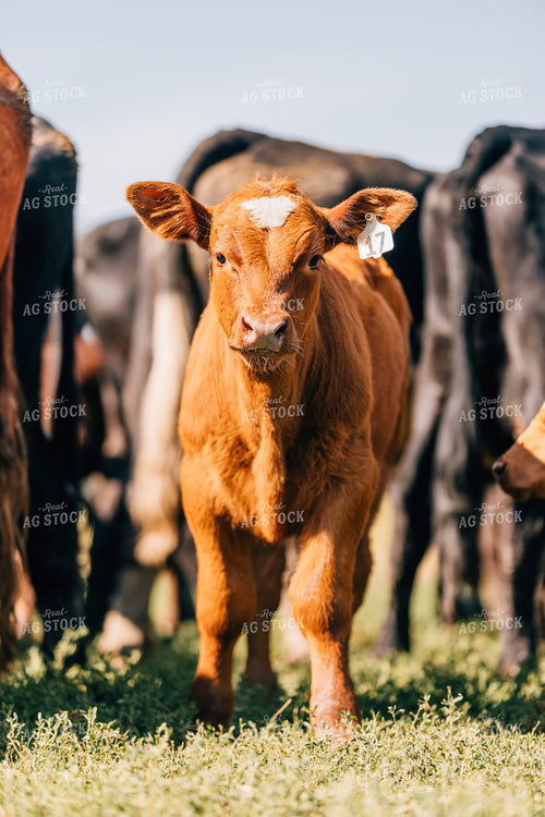 Calf 178054