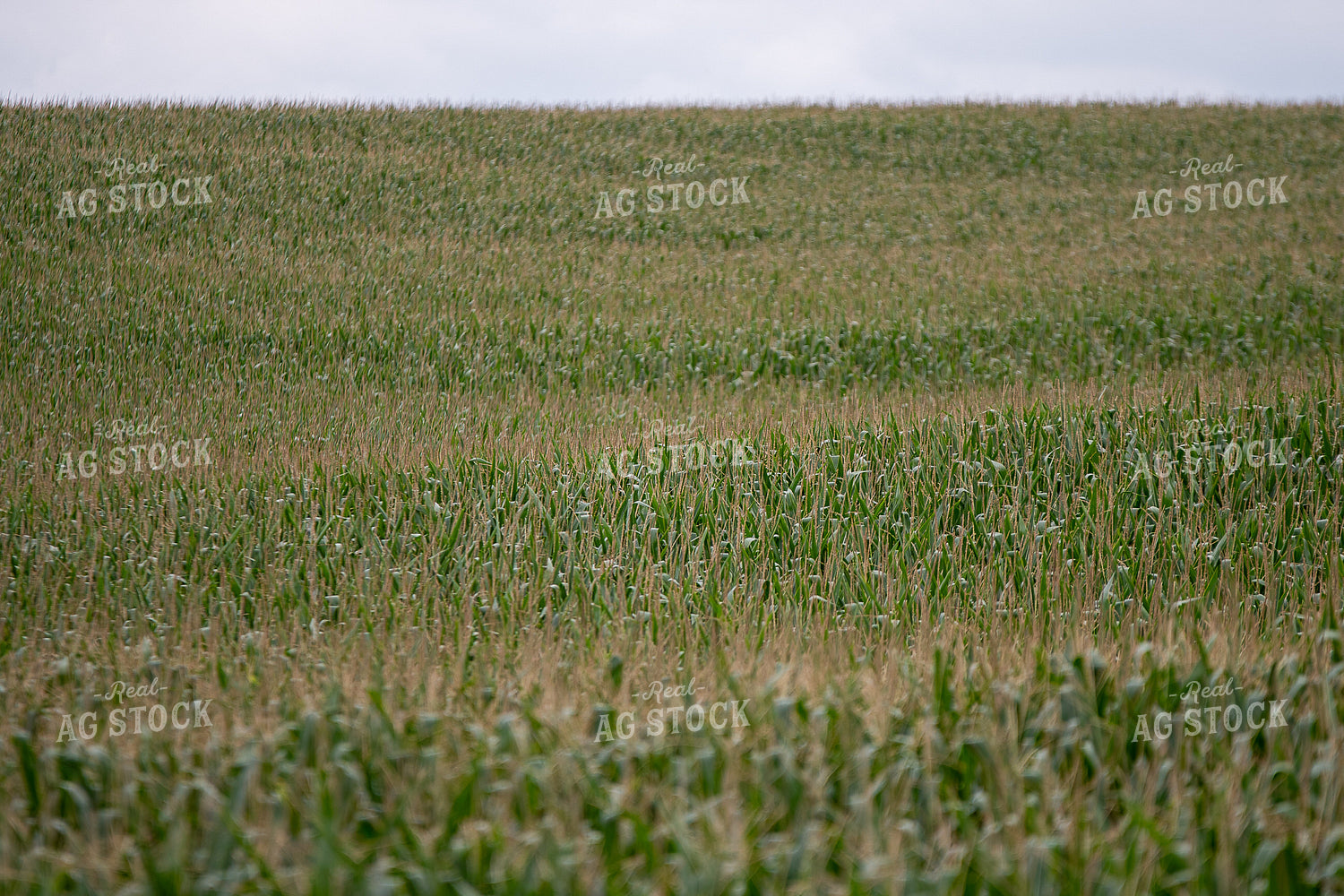Corn Tassels 50415