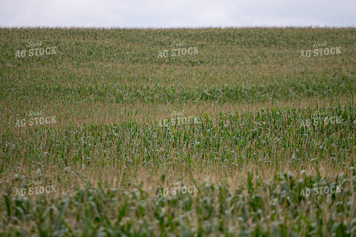 Corn Tassels 50415