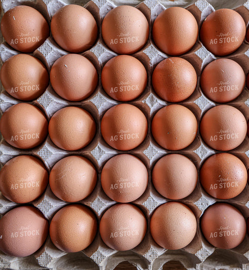 Eggs in Carton 160490