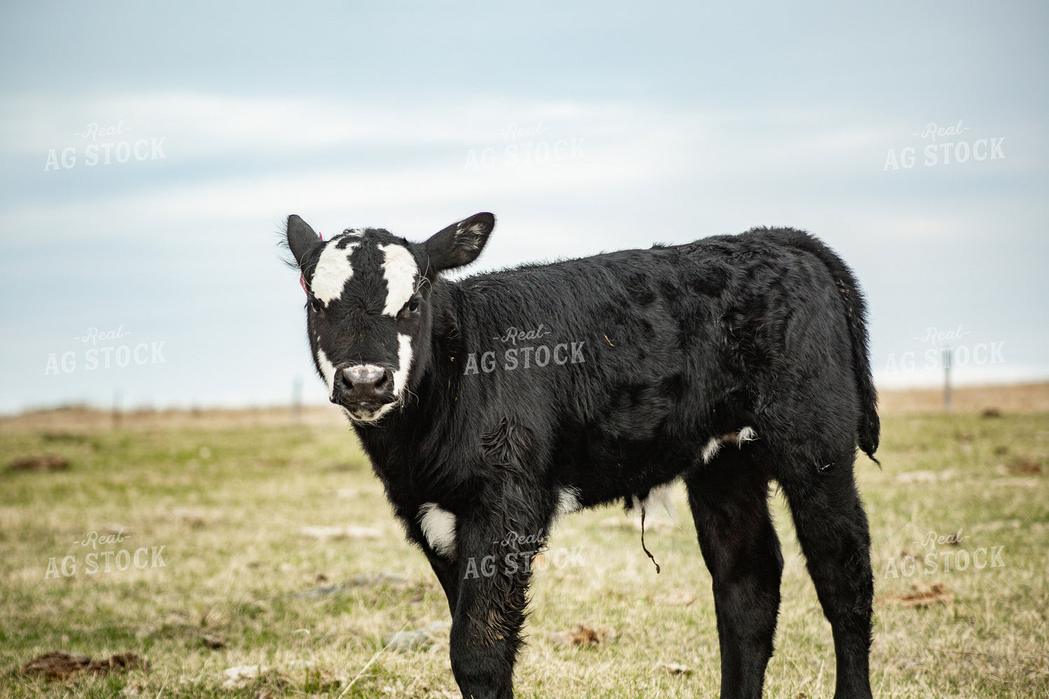 Black Baldy Calf 155690