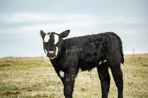 Black Baldy Calf 155690