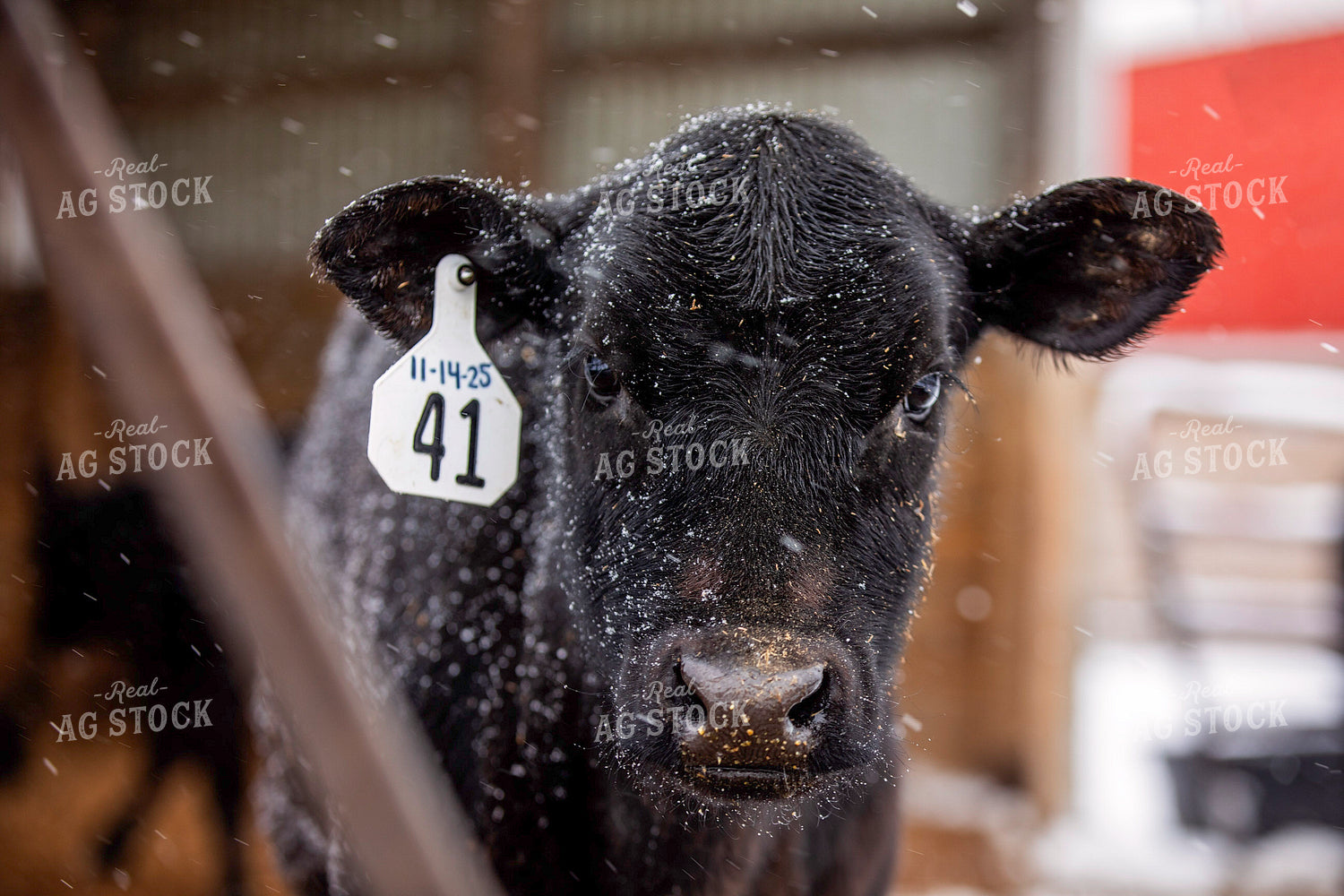 Calf in Snow 55417