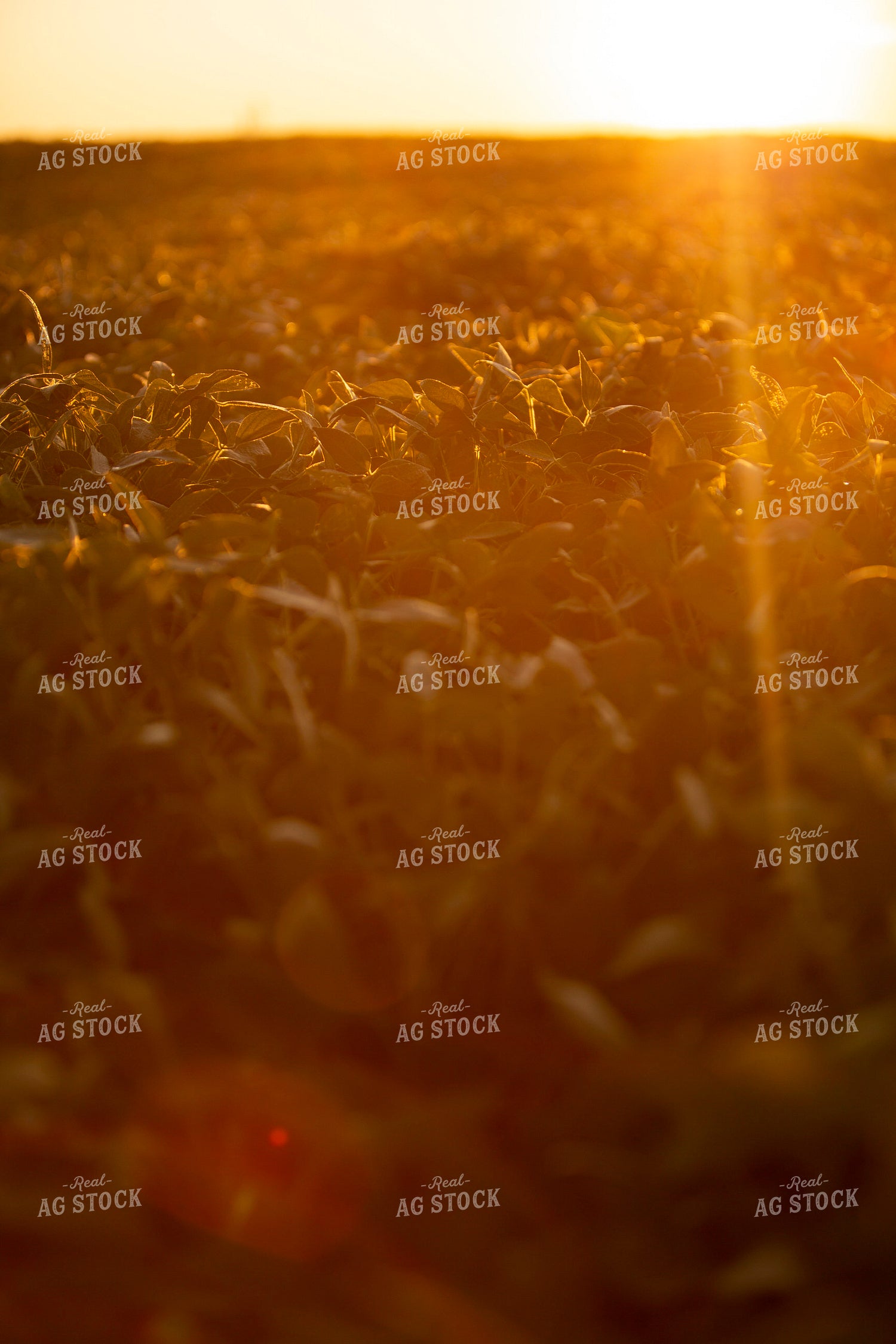 Soybeans - Mid-Season 4908