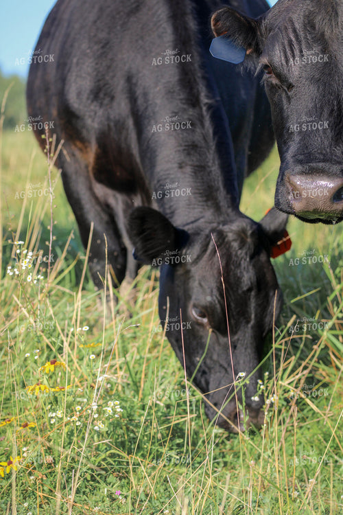 Black Angus Cattle Grazing 182027