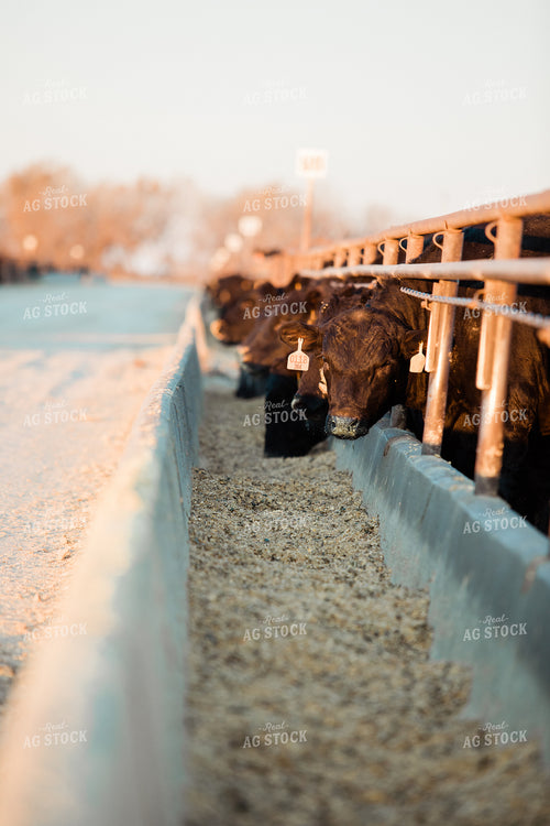 Cattle Eating out of Feed Bunk 53051
