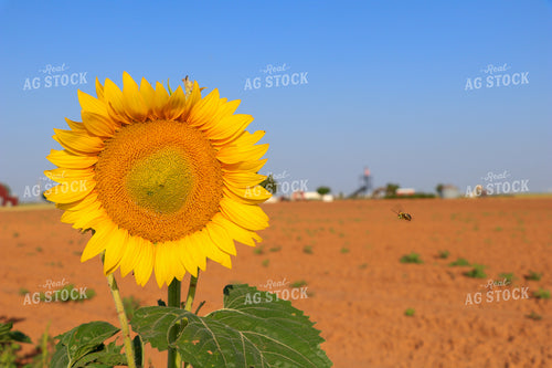 Sunflower with Bee 60039
